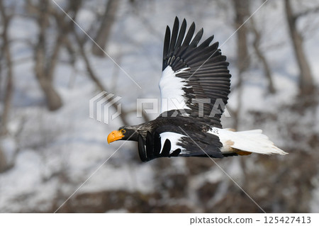 美麗而勇敢的天空之王－虎頭海雕，在冬季可以在知床半島和根室看到。 125427413