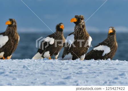The beautiful and brave king of the skies, the Steller's sea eagle, can be seen in winter in the Shiretoko Peninsula and Nemuro. 125427422