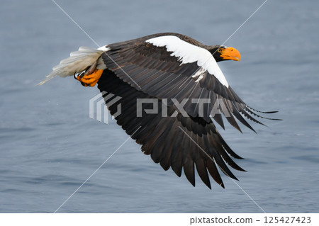The beautiful and brave king of the skies, the Steller's sea eagle, can be seen in winter in the Shiretoko Peninsula and Nemuro. 125427423