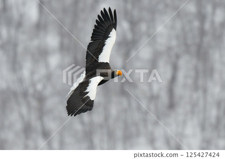 The beautiful and brave king of the skies, the Steller's sea eagle, can be seen in winter in the Shiretoko Peninsula and Nemuro. 125427424