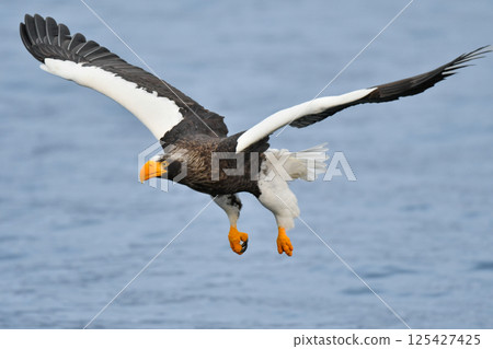 The beautiful and brave king of the skies, the Steller's sea eagle, can be seen in winter in the Shiretoko Peninsula and Nemuro. 125427425