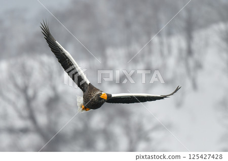 The beautiful and brave king of the skies, the Steller's sea eagle, can be seen in winter in the Shiretoko Peninsula and Nemuro. 125427428