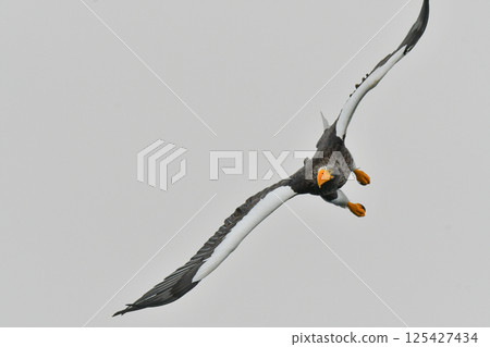 The beautiful and brave king of the skies, the Steller's sea eagle, can be seen in winter in the Shiretoko Peninsula and Nemuro. 125427434