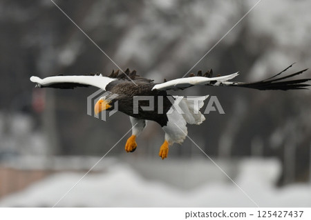 The beautiful and brave king of the skies, the Steller's sea eagle, can be seen in winter in the Shiretoko Peninsula and Nemuro. 125427437