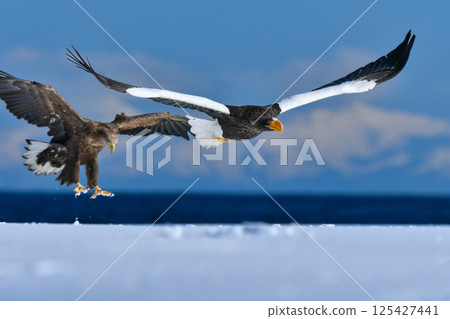 The beautiful and brave king of the skies, the Steller's sea eagle, can be seen in winter in the Shiretoko Peninsula and Nemuro. The beautiful and brave king of the skies, the Steller's sea eagle, can be seen in winter in the Shiretoko Peninsula and Nemuro. 125427441