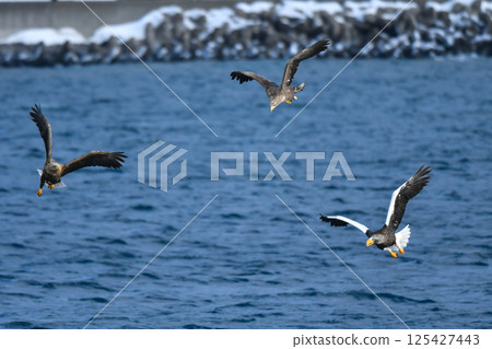 The beautiful and brave king of the skies, the Steller's sea eagle, can be seen in winter in the Shiretoko Peninsula and Nemuro. The beautiful and brave king of the skies, the Steller's sea eagle, can be seen in winter in the Shiretoko Peninsula and Nemuro. 125427443