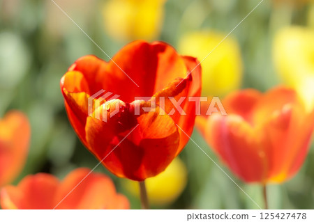 色彩繽紛的鬱金香在春日陽光下閃耀 125427478