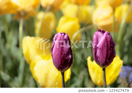 Colorful tulips shining in the spring sunshine 125427479