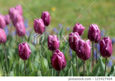 Colorful tulips shining in the spring sunshine 125427484