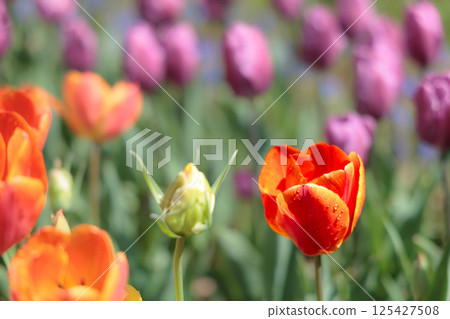 Colorful tulips shining in the spring sunshine Colorful tulips shining in the spring sunshine 125427508