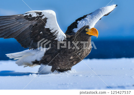 美麗而勇敢的天空之王-虎頭海雕,在冬季可以在知床半島和根室看到。 美麗而勇敢的天空之王-虎頭海雕,在冬季可以在知床半島和根室看到。 125427537