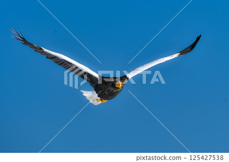 美麗而勇敢的天空之王-虎頭海雕,在冬季可以在知床半島和根室看到。 美麗而勇敢的天空之王-虎頭海雕,在冬季可以在知床半島和根室看到。 125427538