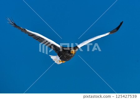 美麗而勇敢的天空之王-虎頭海雕,在冬季可以在知床半島和根室看到。 美麗而勇敢的天空之王-虎頭海雕,在冬季可以在知床半島和根室看到。 125427539