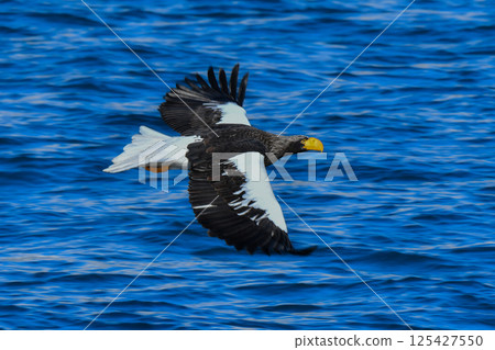 The beautiful and brave king of the skies, the Steller's sea eagle, can be seen in winter in the Shiretoko Peninsula and Nemuro. 125427550