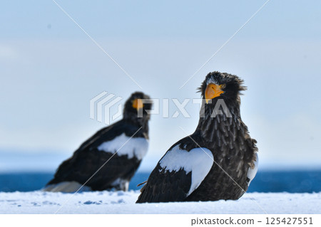 The beautiful and brave king of the skies, the Steller's sea eagle, can be seen in winter in the Shiretoko Peninsula and Nemuro. 125427551