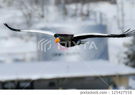 The beautiful and brave king of the skies, the Steller's sea eagle, can be seen in winter in the Shiretoko Peninsula and Nemuro. The beautiful and brave king of the skies, the Steller's sea eagle, can be seen in winter in the Shiretoko Peninsula and Nemuro. 125427558