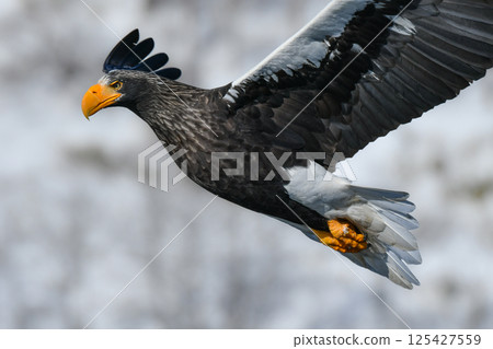 The beautiful and brave king of the skies, the Steller's sea eagle, can be seen in winter in the Shiretoko Peninsula and Nemuro. The beautiful and brave king of the skies, the Steller's sea eagle, can be seen in winter in the Shiretoko Peninsula and Nemuro. 125427559