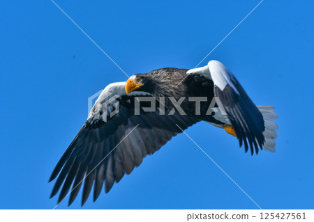 The beautiful and brave king of the skies, the Steller's sea eagle, can be seen in winter in the Shiretoko Peninsula and Nemuro. The beautiful and brave king of the skies, the Steller's sea eagle, can be seen in winter in the Shiretoko Peninsula and Nemuro. 125427561
