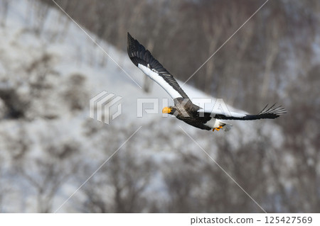 The beautiful and brave king of the skies, the Steller's sea eagle, can be seen in winter in the Shiretoko Peninsula and Nemuro. 125427569