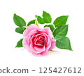 Pink rose flower closeup on a white background 125427612