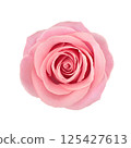 Pink rose flower top studio shot. 125427613