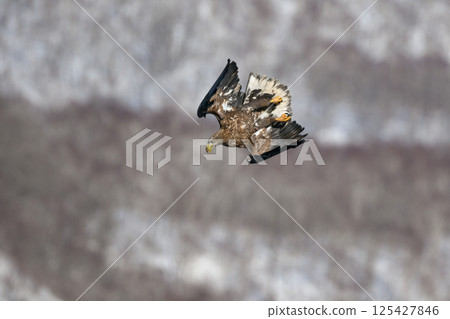 The brave and handsome white-tailed sea eagle is a large bird of prey that can be seen in winter on the Shiretoko Peninsula and in the Kushiro Marshlands of Hokkaido. The brave and handsome white-tailed sea eagle is a large bird of prey that can be seen in winter on the Shiretoko Peninsula and in the Kushiro Marshlands of Hokkaido. 125427846