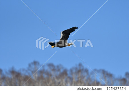 The brave and handsome white-tailed sea eagle is a large bird of prey that can be seen in winter on the Shiretoko Peninsula and in the Kushiro Marshlands of Hokkaido. The brave and handsome white-tailed sea eagle is a large bird of prey that can be seen in winter on the Shiretoko Peninsula and in the Kushiro Marshlands of Hokkaido. 125427854