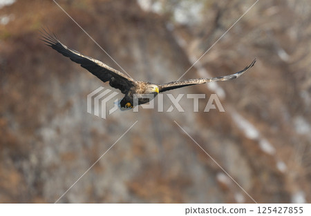 The brave and handsome white-tailed sea eagle is a large bird of prey that can be seen in winter on the Shiretoko Peninsula and in the Kushiro Marshlands of Hokkaido. The brave and handsome white-tailed sea eagle is a large bird of prey that can be seen in winter on the Shiretoko Peninsula and in the Kushiro Marshlands of Hokkaido. 125427855