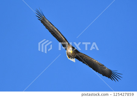 The brave and handsome white-tailed sea eagle is a large bird of prey that can be seen in winter on the Shiretoko Peninsula and in the Kushiro Marshlands of Hokkaido. 125427859
