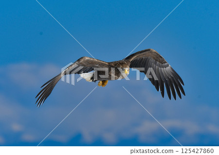 勇敢而英俊的白尾海鵰是一種大型猛禽，冬季可以在知床半島和北海道釧路沼澤地區看到。 125427860