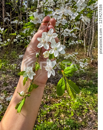 Hand gently holding blooming white cherry blossoms in spring forest sunlight. High quality photo 125427886