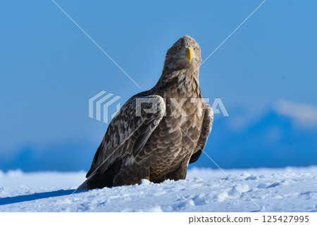 冬季在北海道知床半島和釧路濕原地區可以觀賞到的大型猛禽，勇敢冷酷的天空之王－白尾海雕 125427995