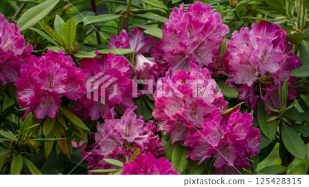 Rhododendrons in full bloom Rhododendrons in full bloom 125428315