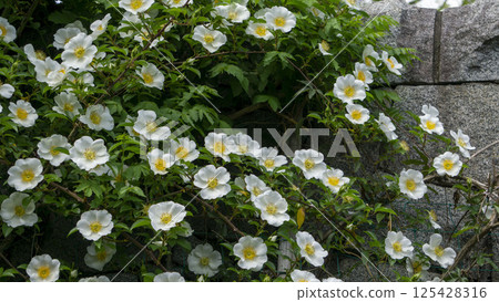 Pure white radiance decorating the stone wall: wild roses in full bloom 125428316