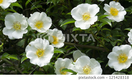 White roses in full bloom 125428318
