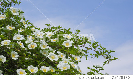 Wild roses in full bloom and blue skies Wild roses in full bloom and blue skies 125428320