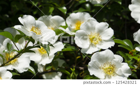 Full-term white rose 125428321