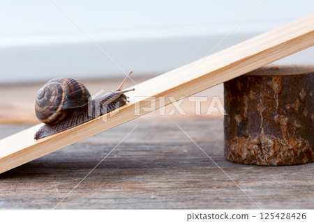 Snail's Balancing Act. Snail's Balancing Act. 125428426