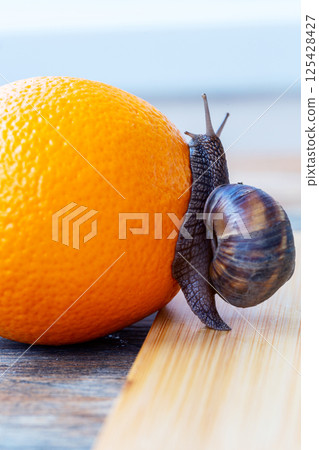 Snail Exploring an Orange. 125428427