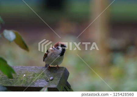 Sparrow talking to his friend 125428560