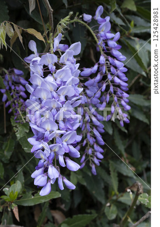 Vibrant clusters of blooming wisteria flowers capture the essence of spring in a lush garden setting Vibrant clusters of blooming wisteria flowers capture the essence of spring in a lush garden setting 125428981