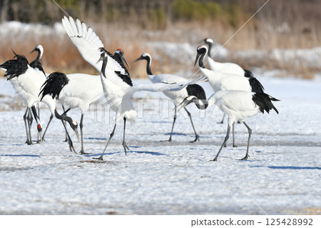 A beautiful wild bird representative of Japan that can be seen in Hokkaido, the pure white Japanese crane on a snowy winter field A beautiful wild bird representative of Japan that can be seen in Hokkaido, the pure white Japanese crane on a snowy winter field 125428992