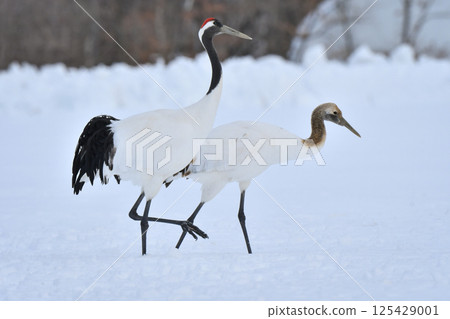 A beautiful wild bird representative of Japan that can be seen in Hokkaido, the pure white Japanese crane on a snowy winter field 125429001