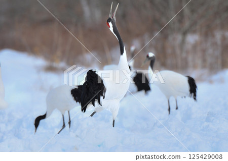 A beautiful wild bird representative of Japan that can be seen in Hokkaido, the pure white Japanese crane on a snowy winter field 125429008