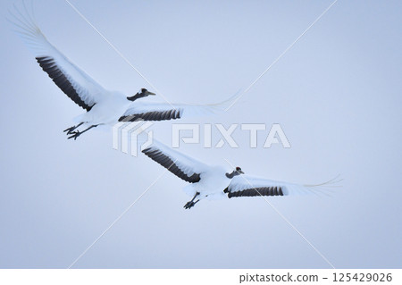 A beautiful wild bird representative of Japan that can be seen in Hokkaido, the pure white Japanese crane on a snowy winter field 125429026