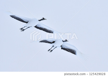 A beautiful wild bird representative of Japan that can be seen in Hokkaido, the pure white Japanese crane on a snowy winter field 125429028
