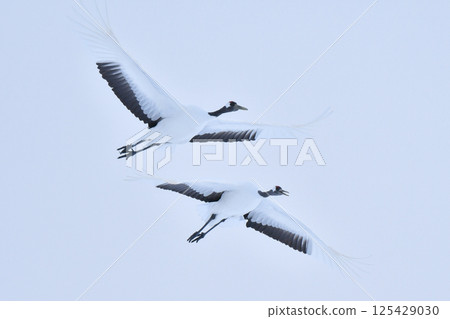 北海道是日本代表性的美麗野鳥，冬日雪原上的純白色丹頂鶴 125429030