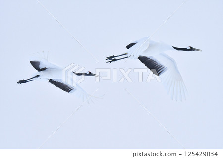A beautiful wild bird representative of Japan that can be seen in Hokkaido, the pure white Japanese crane on a snowy winter field 125429034