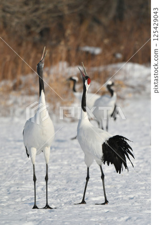 A beautiful wild bird representative of Japan that can be seen in Hokkaido, the pure white Japanese crane on a snowy winter field 125429043