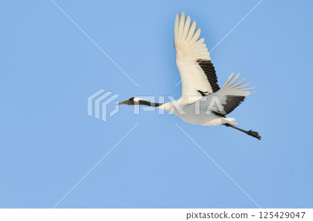 A beautiful wild bird representative of Japan that can be seen in Hokkaido, the pure white Japanese crane on a snowy winter field 125429047